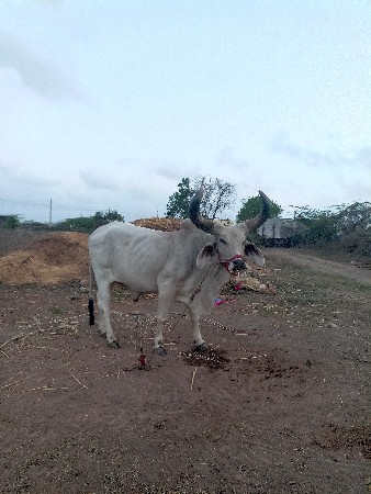 આવો માંકડો લેવાનો છે