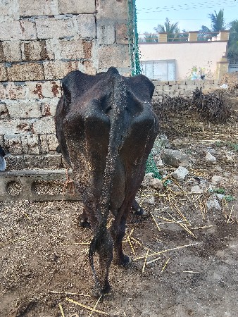 આ ગાય વેચવાની છે