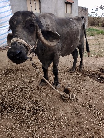 थंबनेल 3