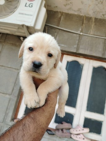 best leb puppy vechvana chhe