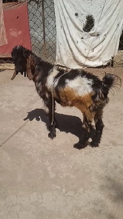 ત્રણબોકડાવેચવાનાછે