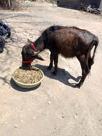 थंबनेल 3