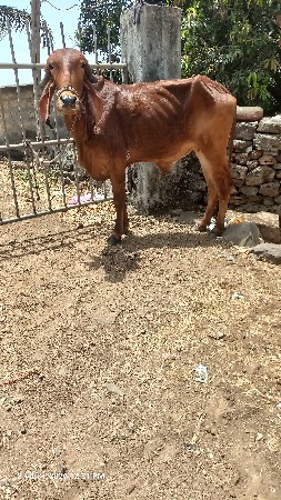 ગીર હોડકી વેચવાની છે