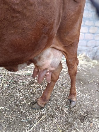 થંબનેલ 2