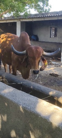 थंबनेल 3