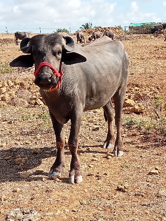 બે ખડેલા અને  એક ભેંસ