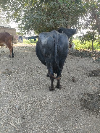 थंबनेल 3