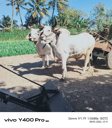 નાધેરી બળદ વેચવાના છે