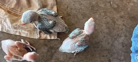 વેચવાના છે