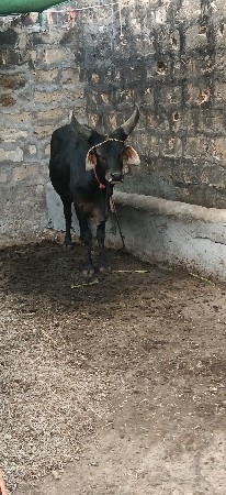 કાંકરેજ ખુટ ગાય બને