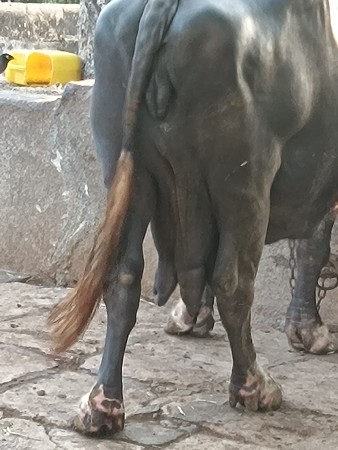 10 devas ni kase bhagre