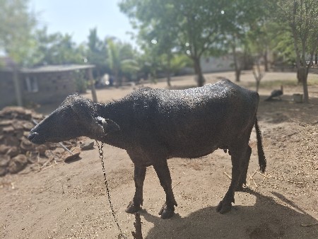 थंबनेल 3