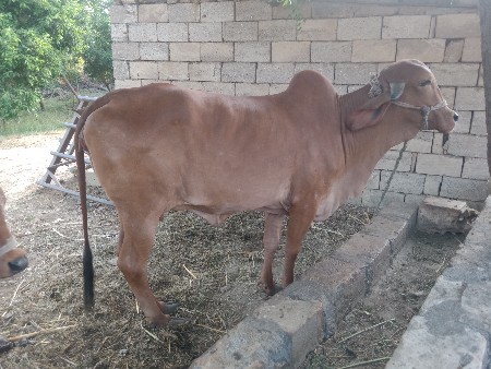 ગાય વેચવાની છે