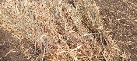 જુવાર ની નીરણ