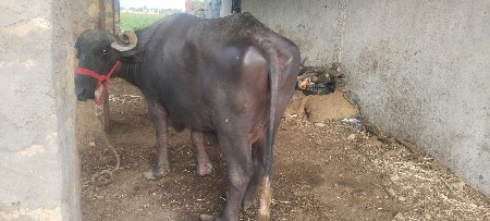 ભેંસ વેચ.  વા ની છે