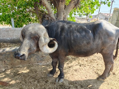 ખડાય વેચવાની છે