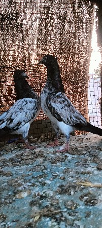 મારવાડા ની જોડી વેચવાની છે