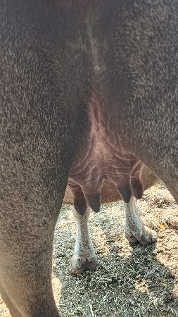 બે ખડેલ યુ વેચવાની છે