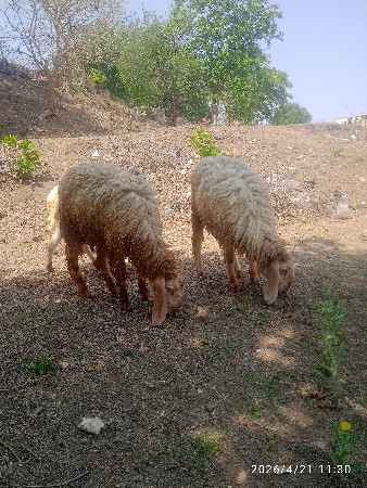 थंबनेल 2