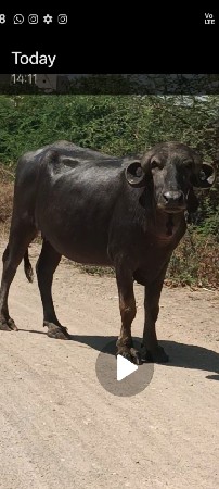 थंबनेल 3