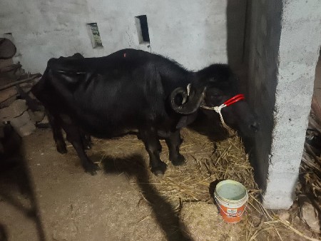 થંબનેલ 3