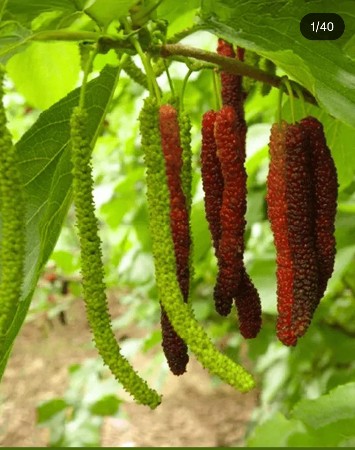 છેતુરના છોડ લેવા છે