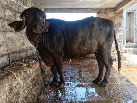 ખડેલીવેસવાનીસે2દાતે