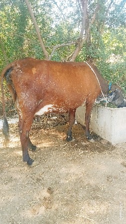 ગાય વેચવાની છે