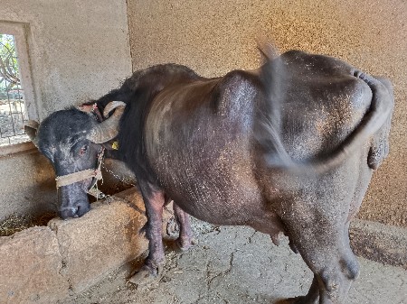 ભેંસ વેચવા ની છે