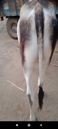 વાશરડો.વેશવાનોછે