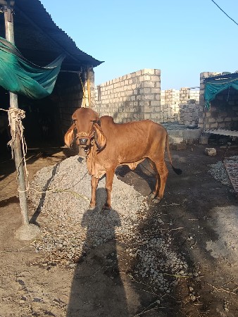 યોરીજલ ગીર હોરકી વેસવાની છે