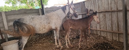 ધોડી ને વસેરી  રોઝી સંજાપ છે.