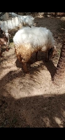 ઘેટો વેચવાનુ છે