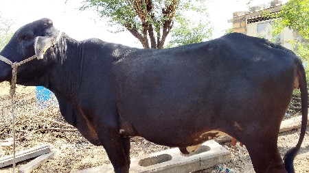 ગાય વેચવાની છે