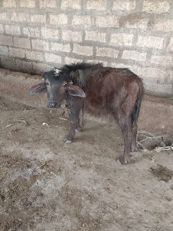 પાડી વેચવાની છે .