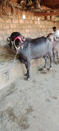 ભેશવેશવાનિછેપેલુવેતરછેવિયાલછે