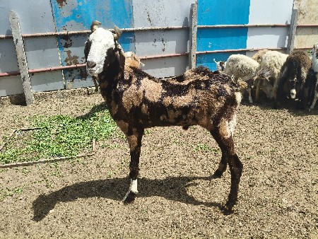 bakra rajsthani sirohi