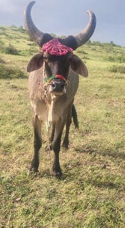 ગોઢલો વેચવા નો છે