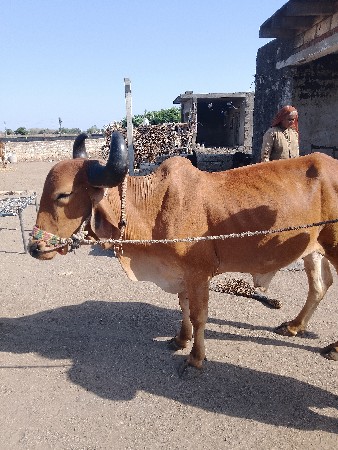 थंबनेल 2