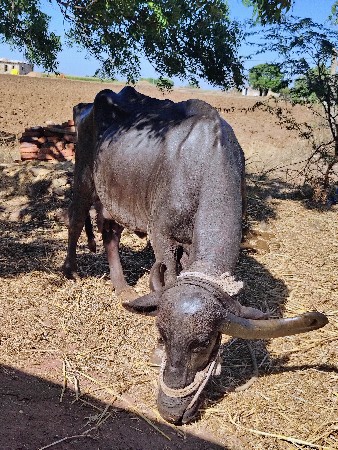 ભેંસ વેચવાની છે
