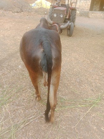 ગાયવેશવાનીછૈ