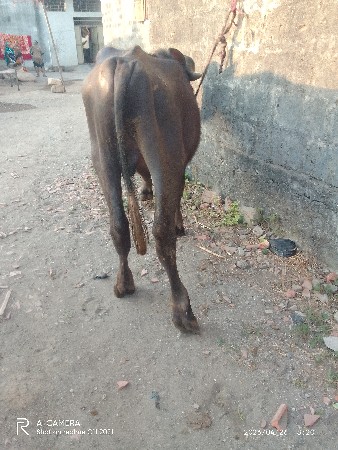 પાડૉવૅચવનૉછૅ