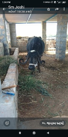 ભેસ વેચવાની છે