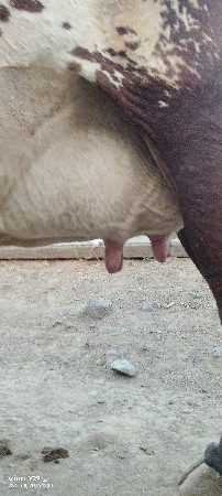 વેચવાની છે