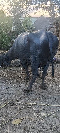 થંબનેલ 2