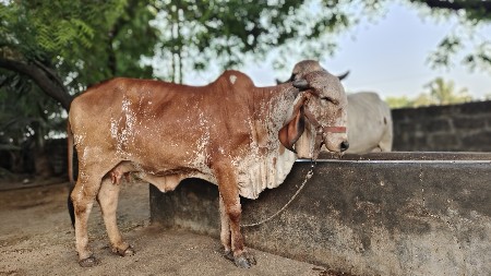 ગાય વેચવા ની છે 9574721790