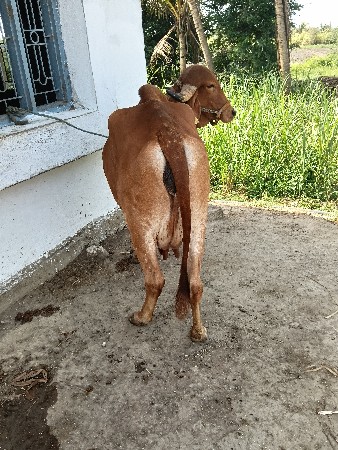 ગાયવેશવાનીછે