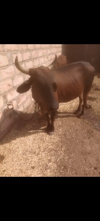 એક મહિના ની કાચી છે