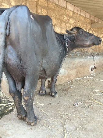 આ ભેંસ વેચવાની છે તાજીવાગે યેલી