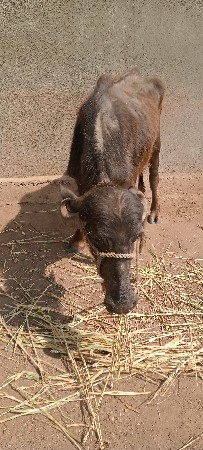 थंबनेल 3